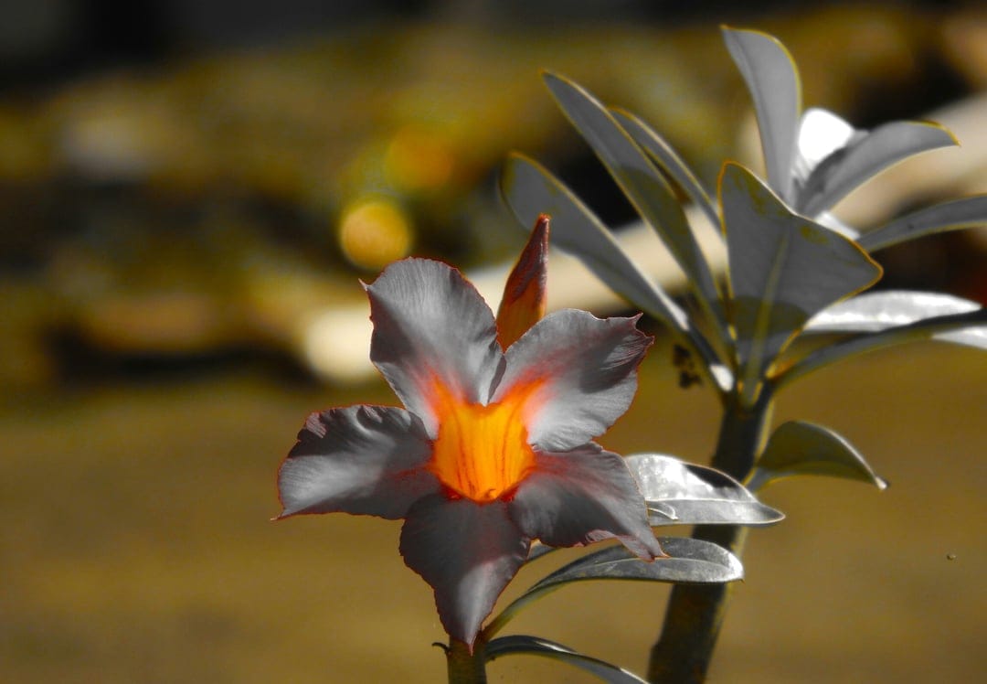 Desert Rose flower with a fiery orange center and pale grey petals set against a blurred golden background.