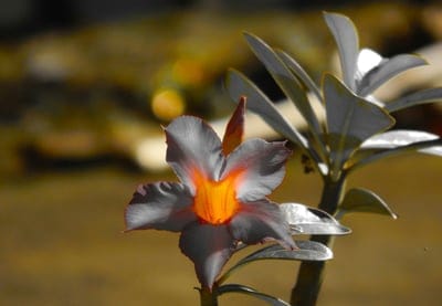 nature,flower background,flower,flower wallpaper,outdoors,beautiful flowers,flora