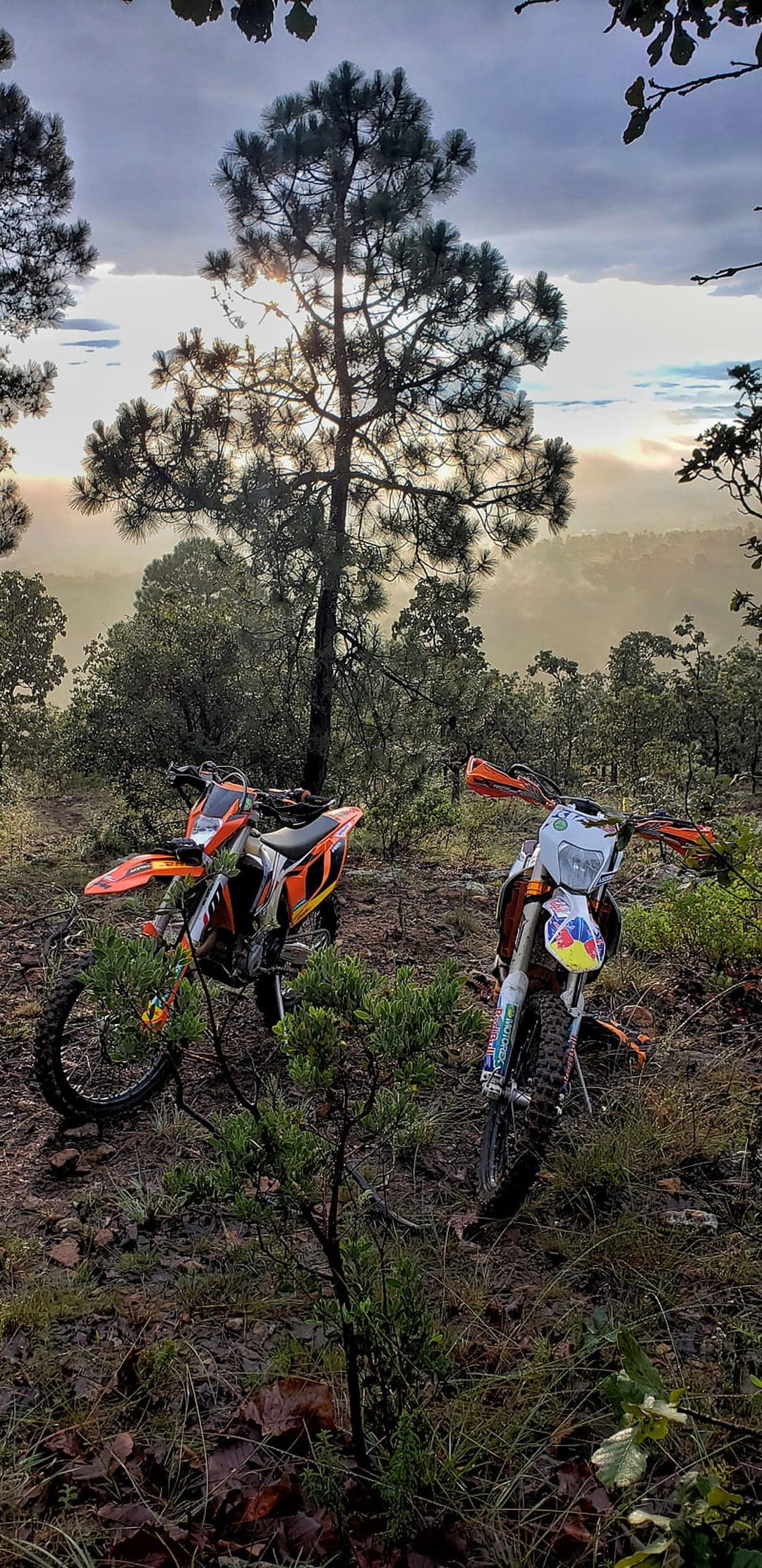 Orange and white dirt bikes parked in a pine forest at sunset with hazy mountains visible in the distance.