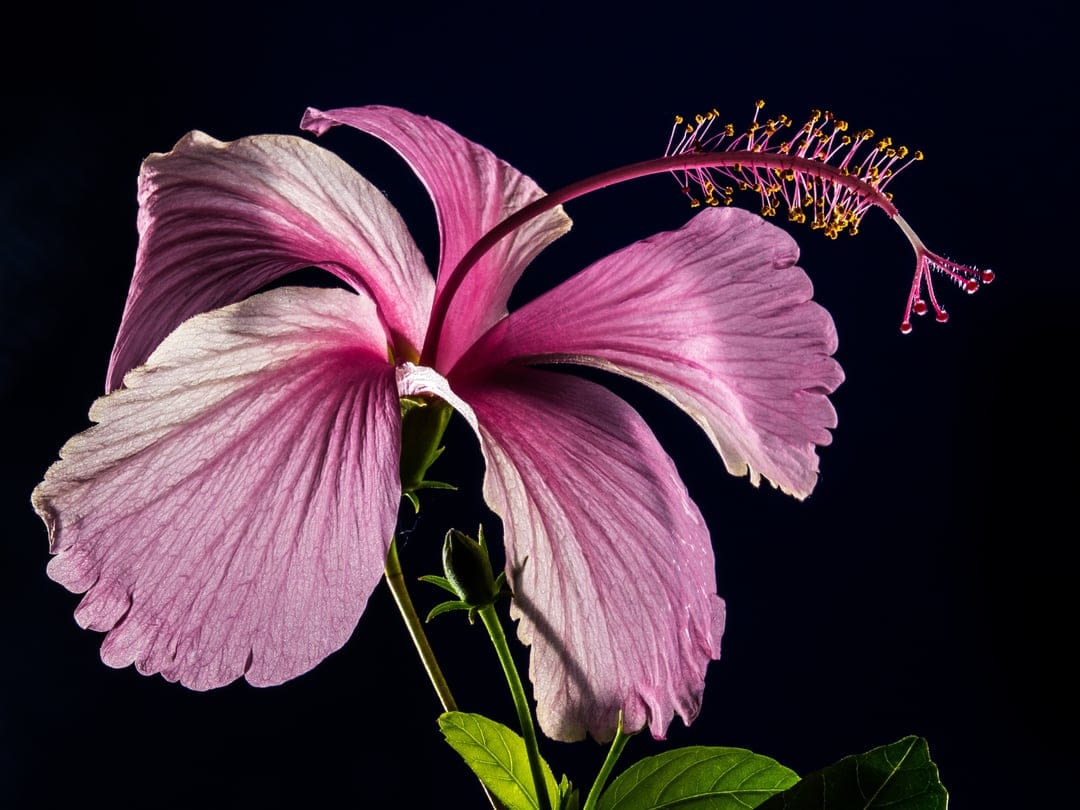 Pink and white hibiscus flower with a long yellow stamen and visible veins against a solid black background.