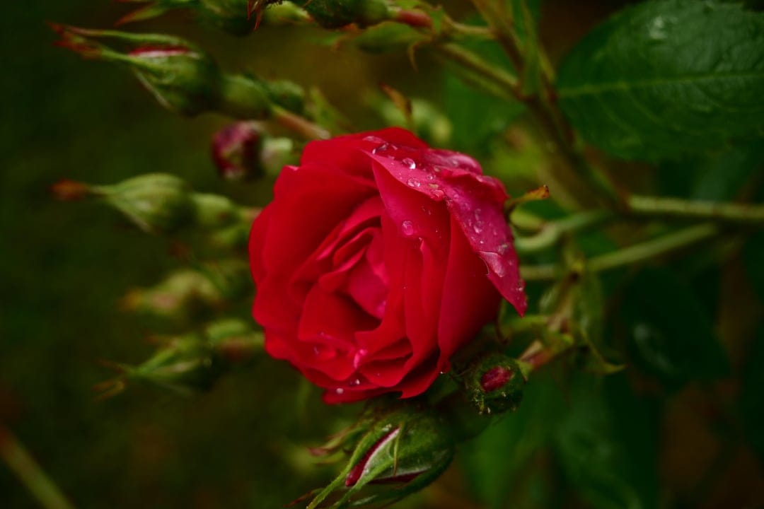 Red rose petals covered in clear water droplets with green flower buds blurred in the dark garden background.