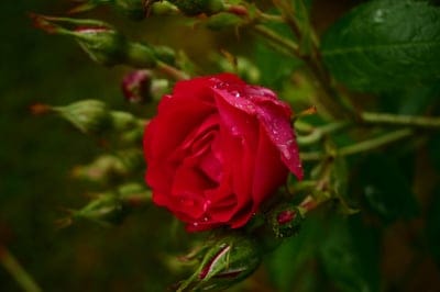 Red rose petals covered in clear water droplets with green flower buds blurred in the dark garden background.