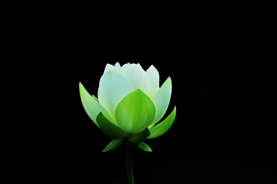 White lotus flower with green sepals blooming against a pitch black background in a vertical close-up shot.