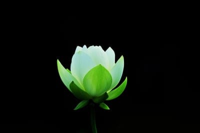 lotus flower, white lotus, water lily, flower, bloom, floral, nature, botany, plant, zen, meditation, spiritual, purity, serenity, elegance, close-up, macro, photography, black background, minimalist, symbolism, beauty