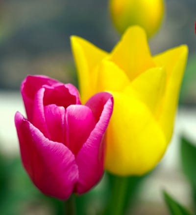 Pink and yellow tulips grow close together against a soft green background with delicate petals and dewy texture.
