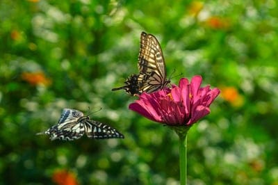 Yellow swallowtail and striped butterfly on a pink flower with a blurred green and orange garden background.