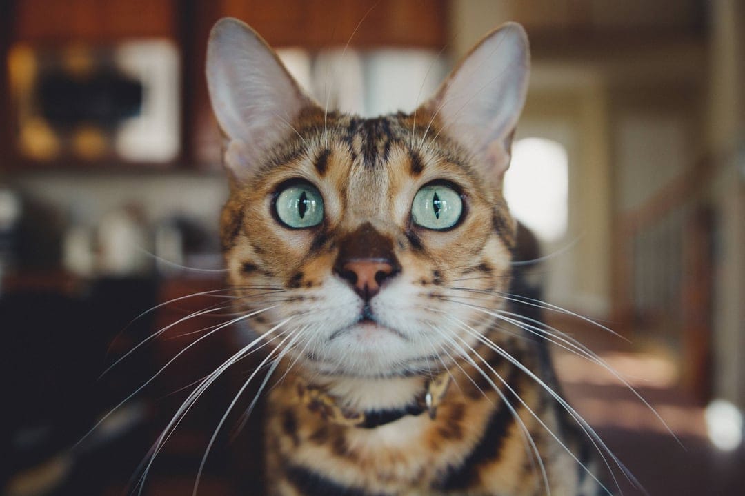 Bengal cat with emerald green eyes and spotted fur texture looking forward with white whiskers and perked ears.