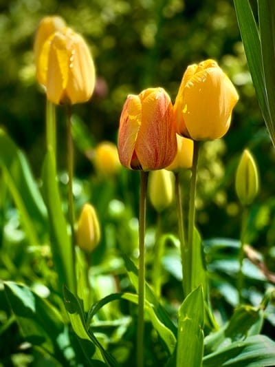 tulips, yellow tulips, orange tulips, spring flowers, floral photography, garden, nature, blooming, dew drops, macro photography, botanical, flower petals, vibrant colors, outdoors, seasonal, pretty, beautiful, flora, petal detail, natural beauty, spring bloom, foliage, sunlight