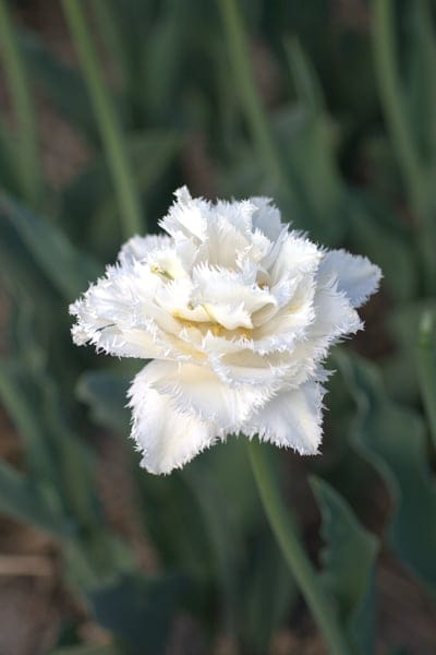 White fringed tulip with ruffled edges glows in soft sunlight against a blurred green bokeh background.