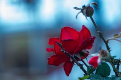 red rose,4k wallpaper,floral background,second plan,desktop backgrounds,full hd wallpaper,laptop wallpaper,autumn just flower,thorns,wallpaper hd,spines,flower,autumn,beautiful flowers,rose,flower wallpaper,cool backgrounds,greeting card,wallpaper,wallpap