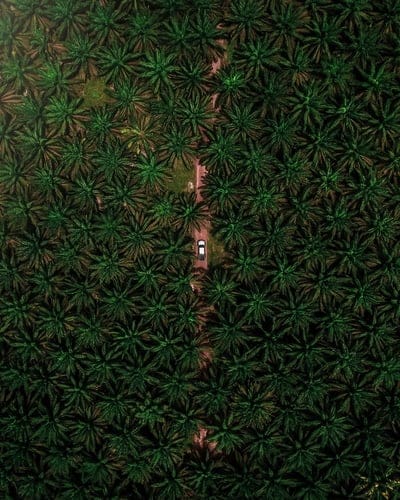 road, car, palm, aerial view, branches, mobile wallpaper, android wallpaper, iPhone wallpaper, phone wallpaper
