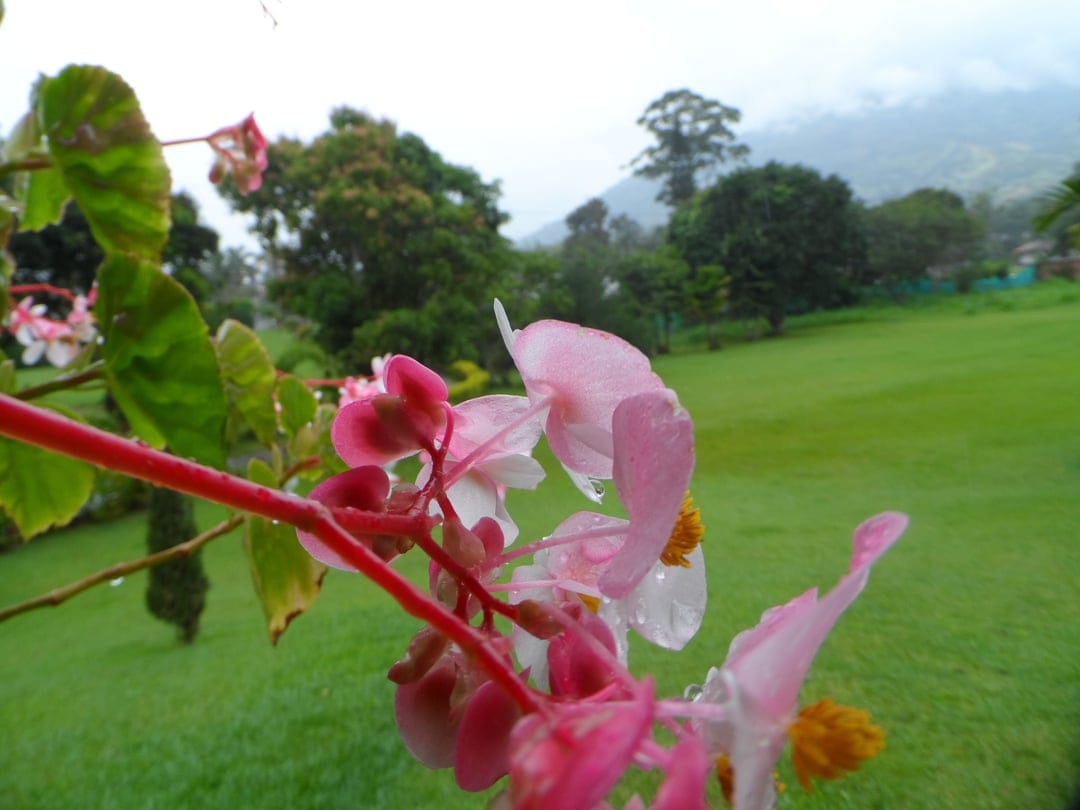 Pink begonia petals with glistening water droplets in front of a blurred green garden and misty mountain peaks.