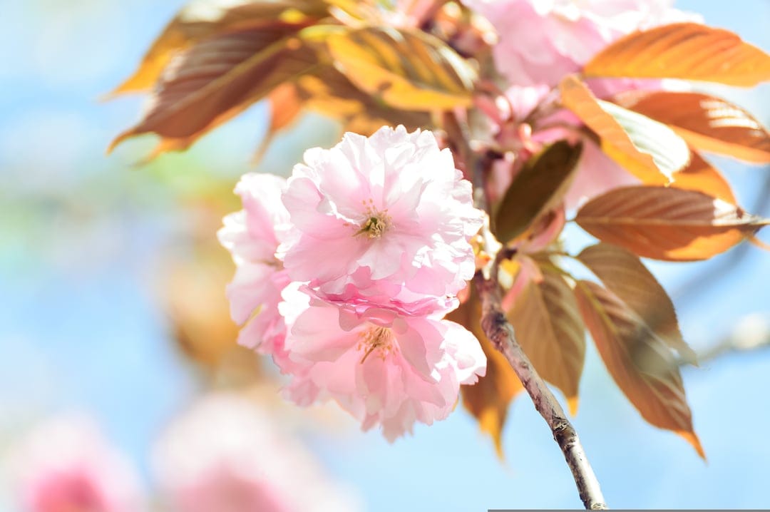 Pink cherry blossoms and brown leaves glow in soft sunlight against a bokeh-effect blue sky backdrop.