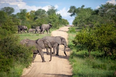 Elephant  wallpaper,wildlife,Elephant  background,Elephant,animal
