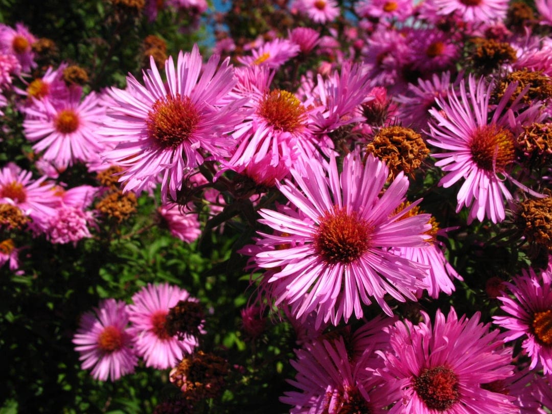 Pink aster flowers with coppery centers bloom in golden sunlight against a soft green garden background.