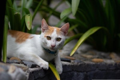 Ginger and white cat with yellow eyes and a blue collar sits on a stone ledge surrounded by bright green leaves.