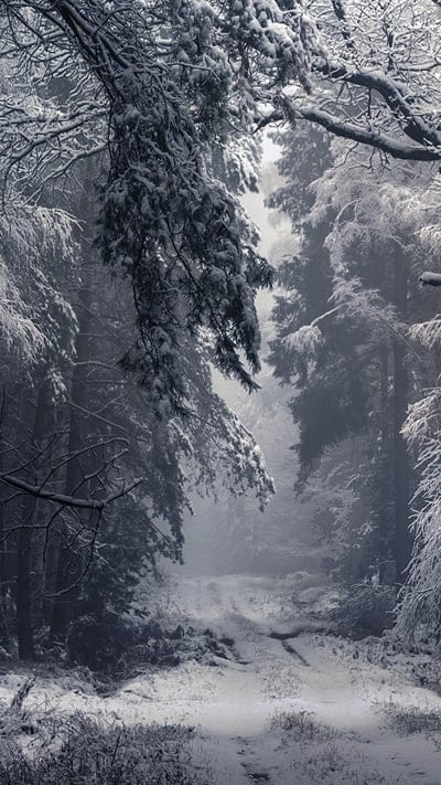 Forest, snow, winter, path, serene, peaceful, tranquil, beautiful, outdoor, wilderness, trees, cold, majestic, ethereal, mysterious, quiet, untouched, frosty, natural, wonderland