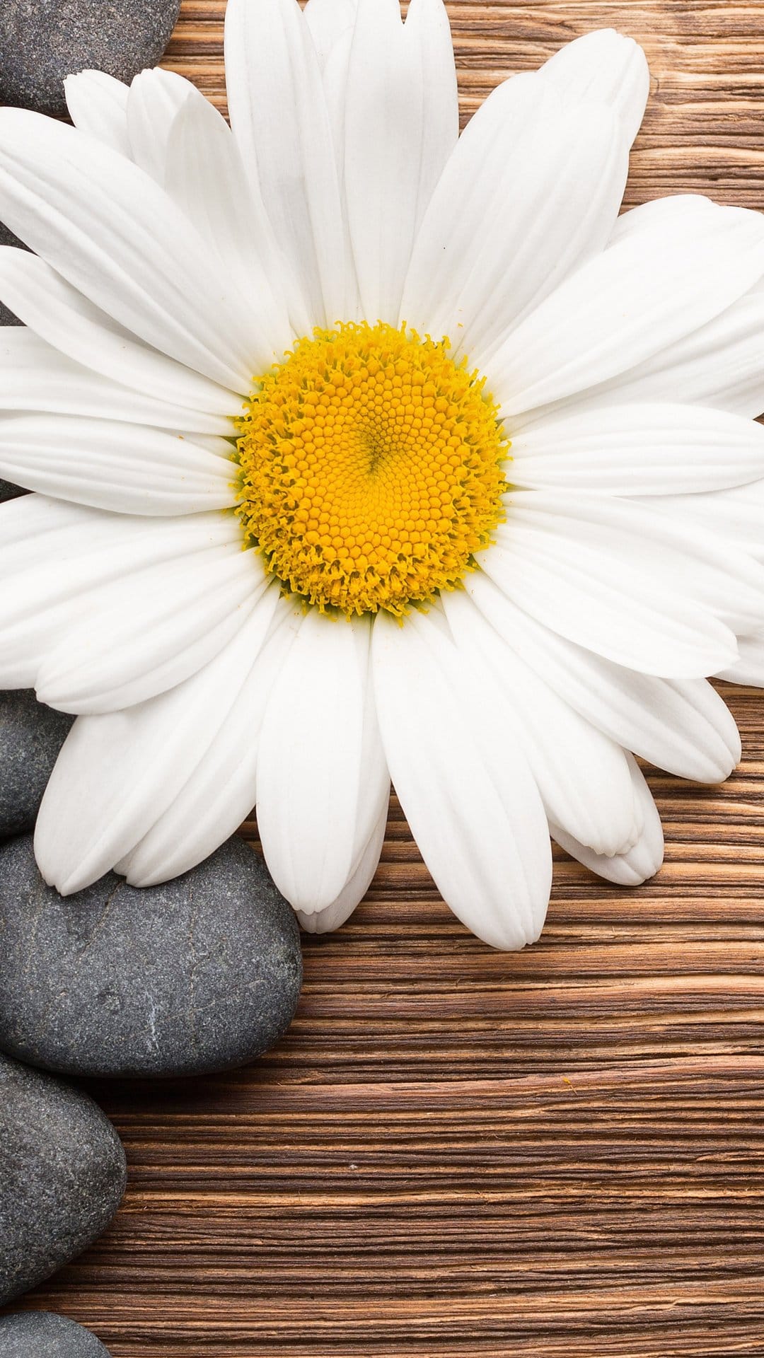 White daisy with a yellow center lies beside smooth grey stones on a brown textured surface in soft lighting.