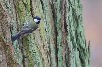 great tit,4K wallpaper,bird,wallpaper 4K,beautiful wallpaper,free wallpaper,tree,desktop backgrounds,Windows wallpaper,wallpaper HD,cool backgrounds,wildlife,animal,plumage,autumn,nature,birdwatching,mac wallpaper,avian,laptop wallpaper