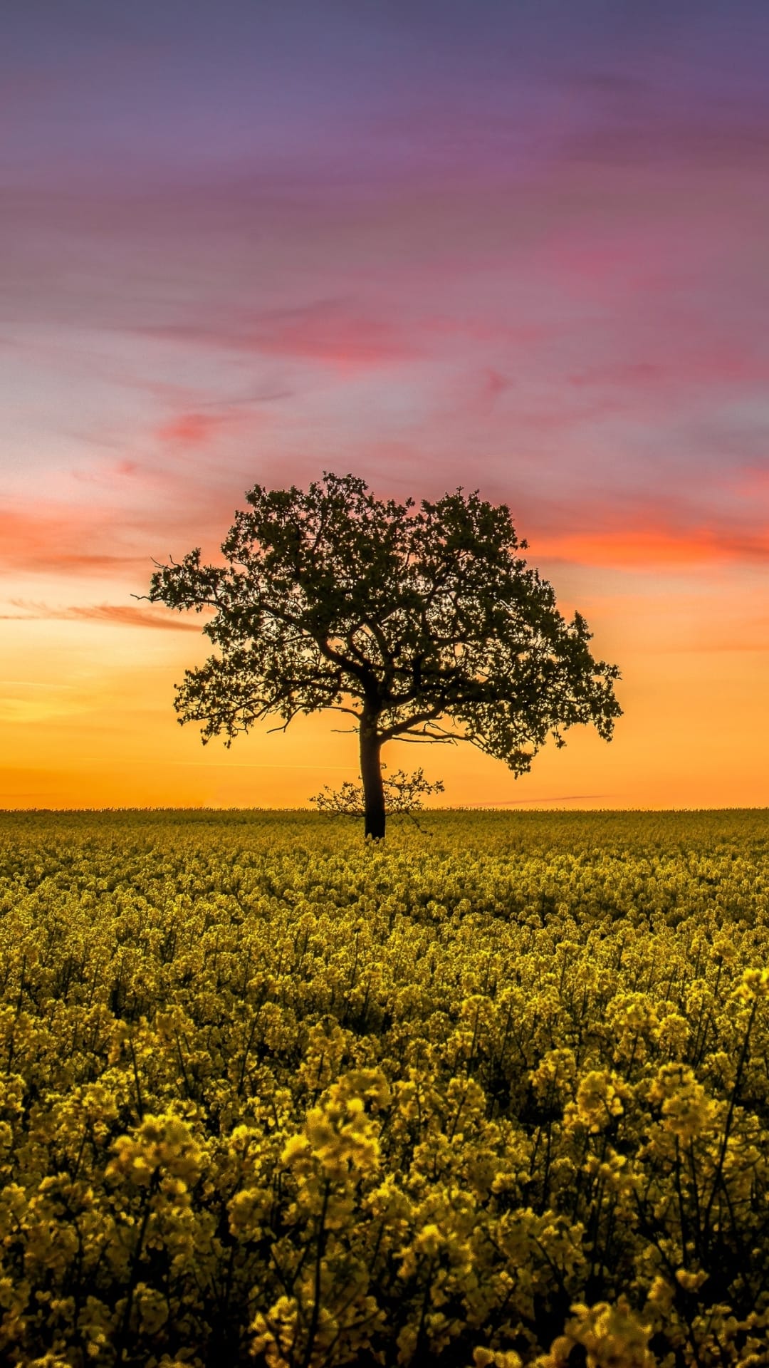 Lone tree silhouette stands in a blooming yellow field under a gradient purple and orange sunset sky at dusk.