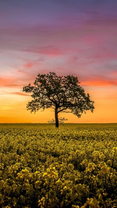 Tree, field, sunset, sunrise, silhouette, yellow flowers, canola, rapeseed, vibrant, sky, dramatic, nature, landscape, peaceful, serene, colorful, rural, solitary, beautiful, golden hour