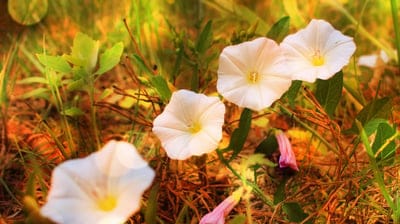 morning glories,flowers,flower wallpaper,bloom,petals,blossom,flora,nature,beautiful flowers,flower background,meadow