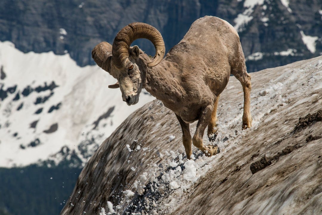 Bighorn sheep with large horns navigates a steep, snow-dusted rocky ridge under a clear mountain sky.