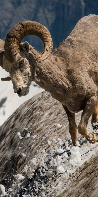 Barbary sheep wallpaper,sheeps,mountain sheeps wallpaper
