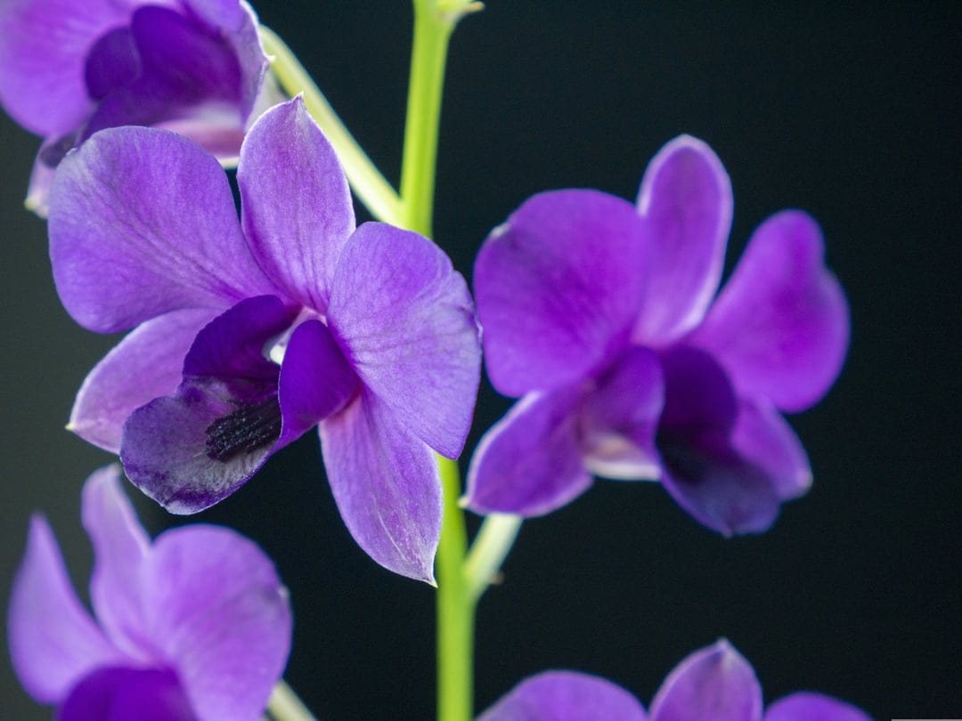 Purple orchid flowers with intricate petal textures and yellow centers stand out against a solid black background.
