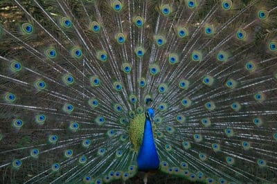 Peacock  wallpaper,Peacock  background,Peacock,bird,birds wallpaper,iPhone wallpaper