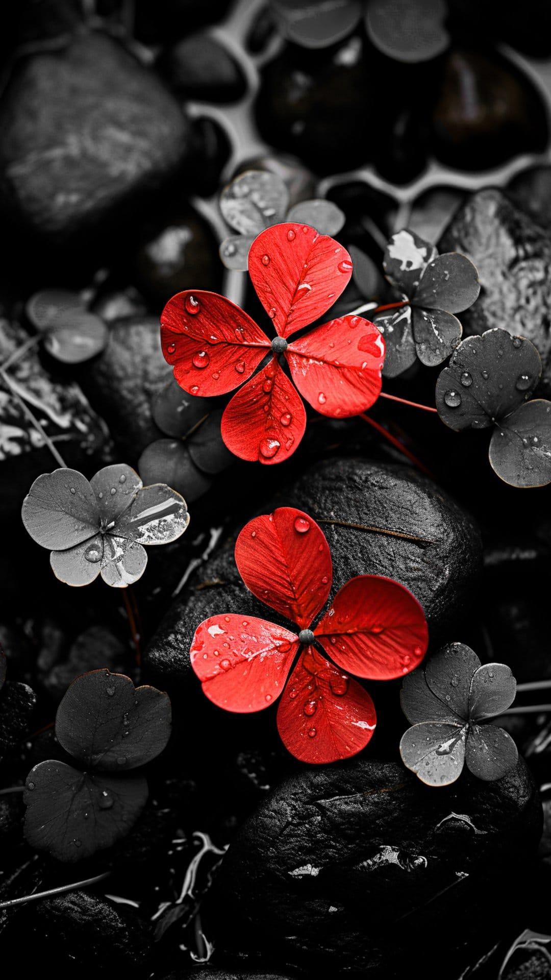 Red clover flowers with water droplets rest on smooth black and white river stones and gray clover leaves.