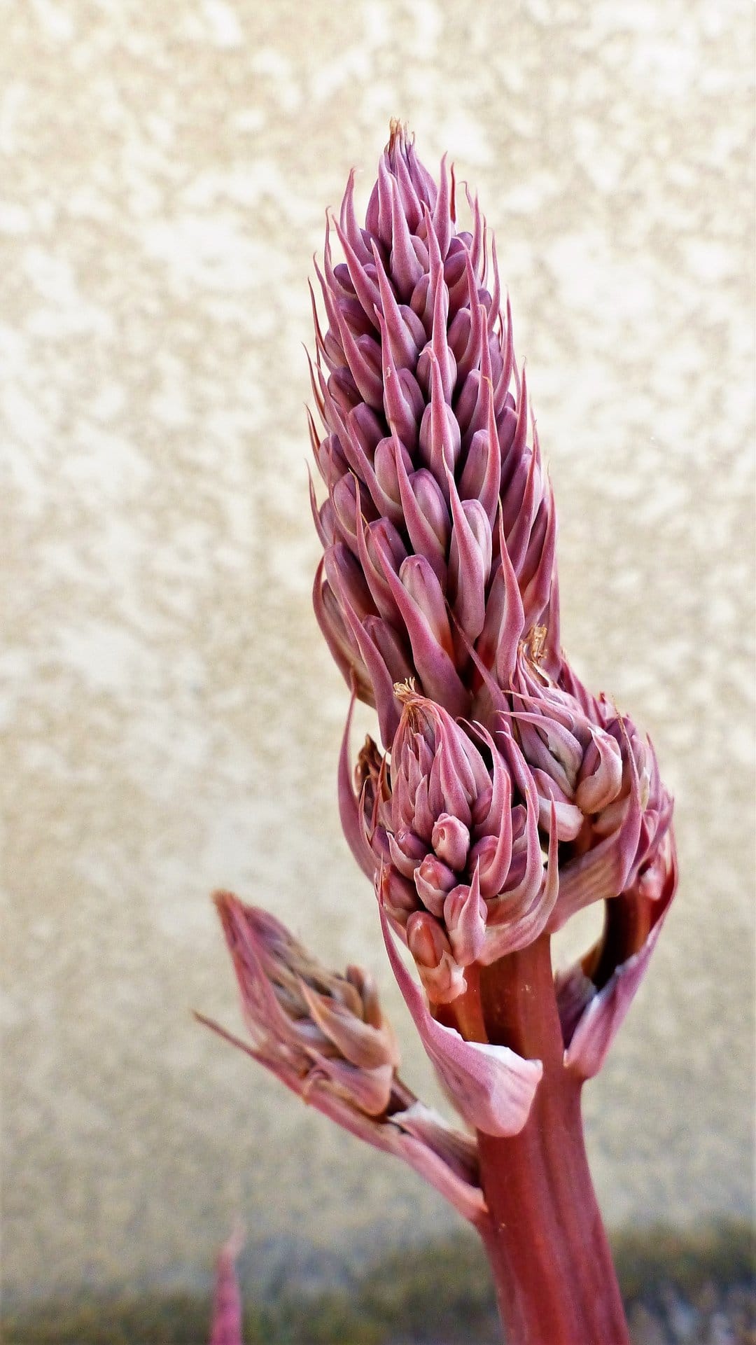 Pink aloe vera flower stalk with tightly packed buds stands against a neutral background in sharp macro detail.