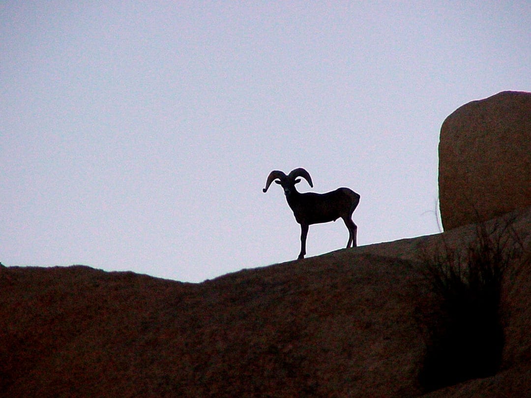 Bighorn sheep with large curved horns stands in silhouette on a rocky desert ridge under a clear pale sky.