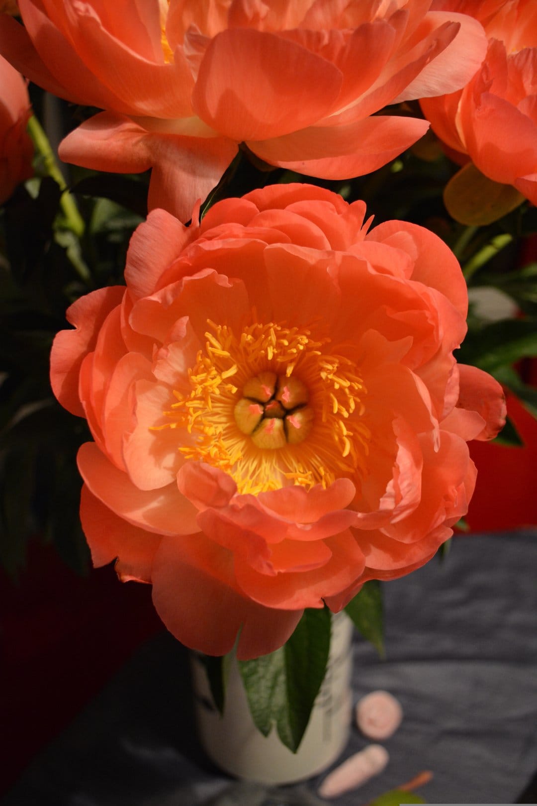 Coral peony flower with yellow stamen in a white vase against a blurred botanical background with soft lighting.