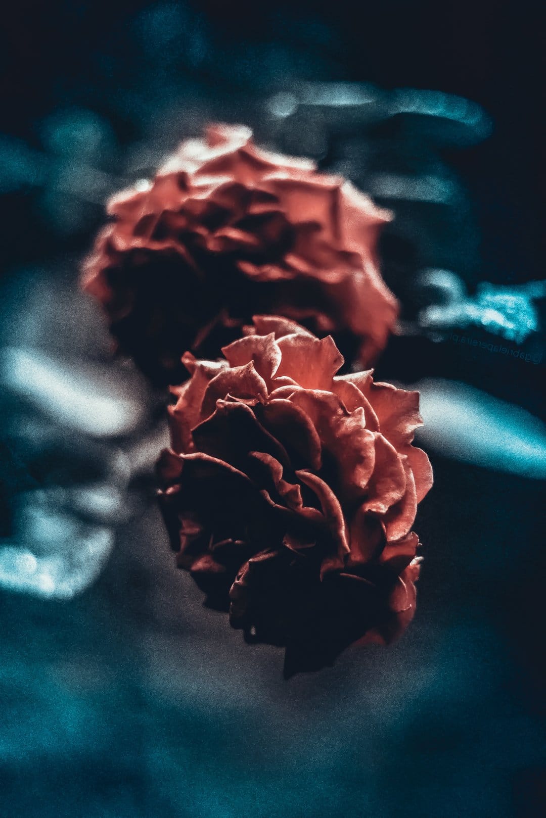 Deep red roses with velvety petals are illuminated by bright blue light against a pitch-black background.