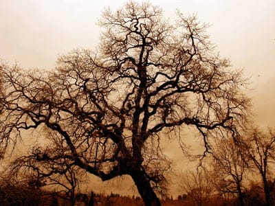 old gnarled,oak,fog,nature wallpaper,dusk,cool backgrounds,free wallpaper,bare,oak tree,big tree,free background,field