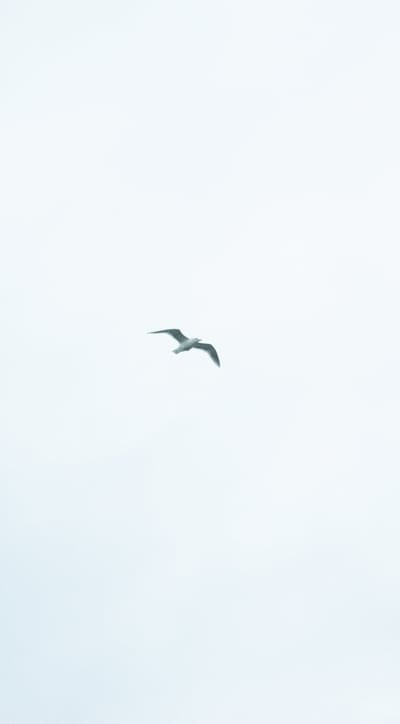 bird,sky,minimalism,flight