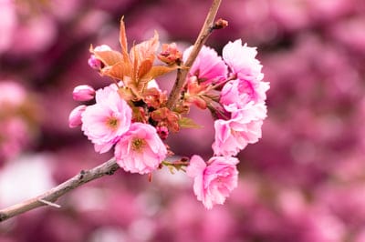 Clusters of pink cherry blossoms with delicate petals and small green leaves on a branch against a blurred background.
