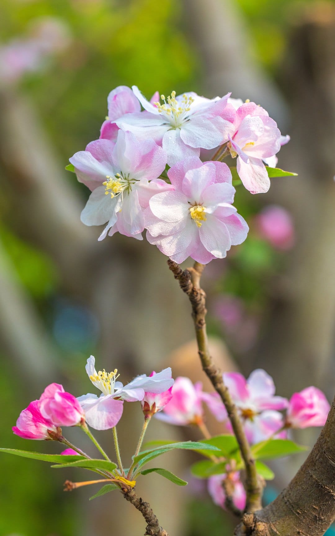 Apple tree blossoms with pink and white petals and yellow stamens glow in soft sunlight against a blurred forest.