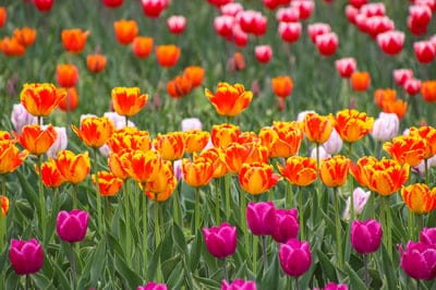 tulips,flower wallpaper,beautiful wallpaper,flowers,desktop backgrounds,garden,beautiful flowers,tulip field,tulip garden,bloom,4k wallpaper,wallpaper hd,windows wallpaper,blossom,mac wallpaper,cool backgrounds,flower background,free wallpaper,blooming,4k