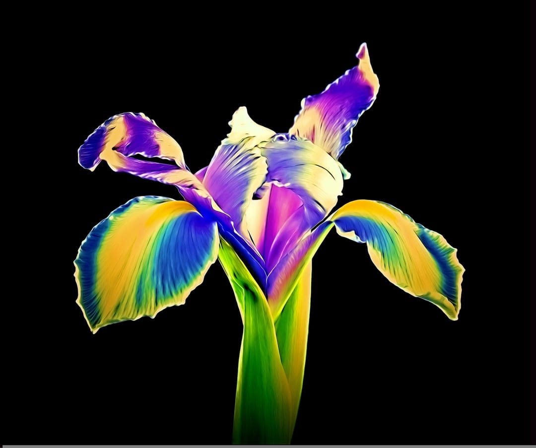 Iridescent iris flower with rainbow-colored petals against a solid black background in a macro close-up view.