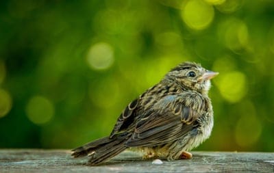 bird,beautiful wallpaper,wallpaper 4k,4k wallpaper,wallpaper,hd wallpaper,desktop backgrounds,full hd wallpaper,nature wallpaper,4k wallpaper,windows wallpaper,green,nature background,laptop wallpaper,wallpaper hd,nature,free background,cool backgrounds,b