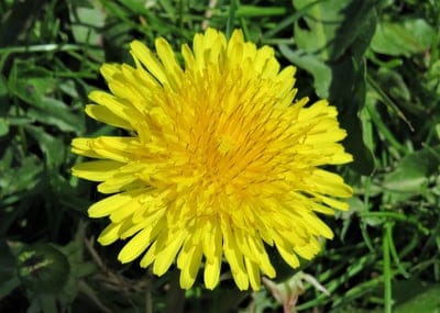Yellow dandelion flower with detailed petals shows macro textures against a soft green meadow background.