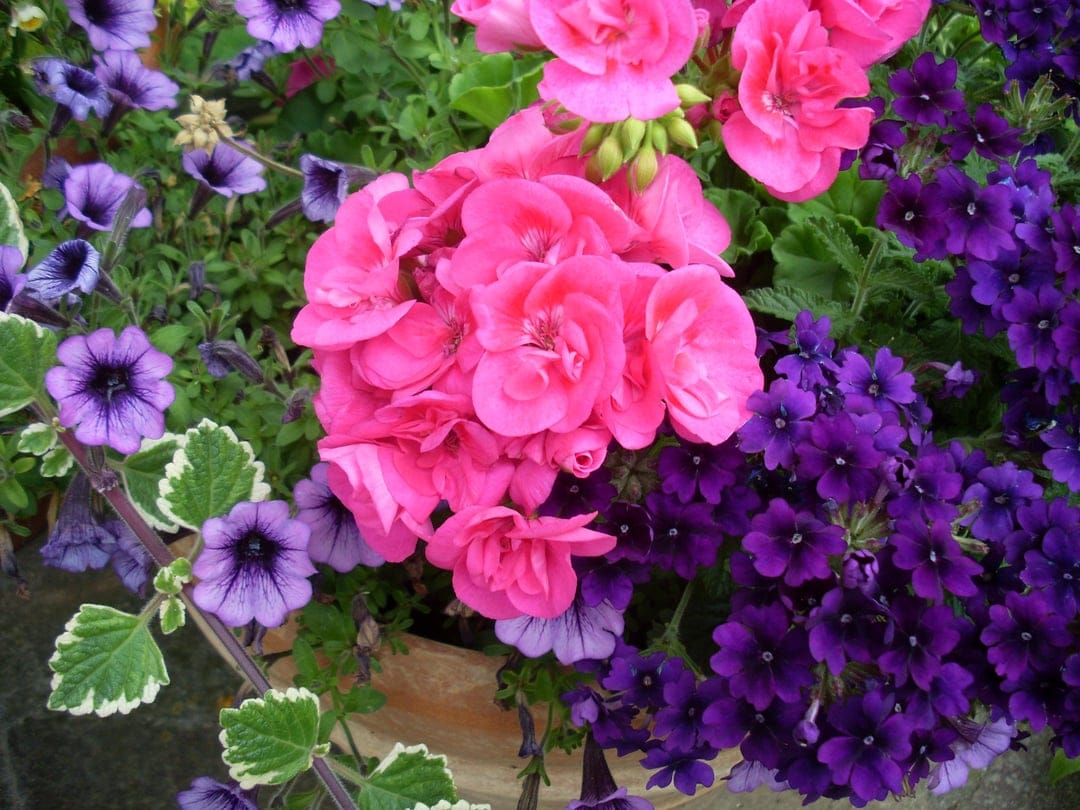 Pink geraniums and purple petunias with green leaves grow in a dense, sunlit outdoor garden flower pot.
