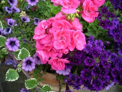 flower,flower background,spring,beautiful flowers,nature,plant,pink flower,flower wallpaper,colorful flowers
