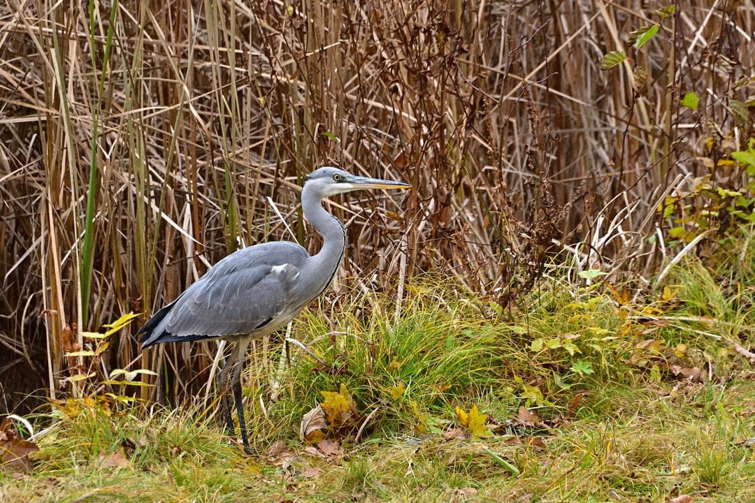 Grey heron stands alert among tall marsh reeds and grass on a riverbank during the golden autumn season.