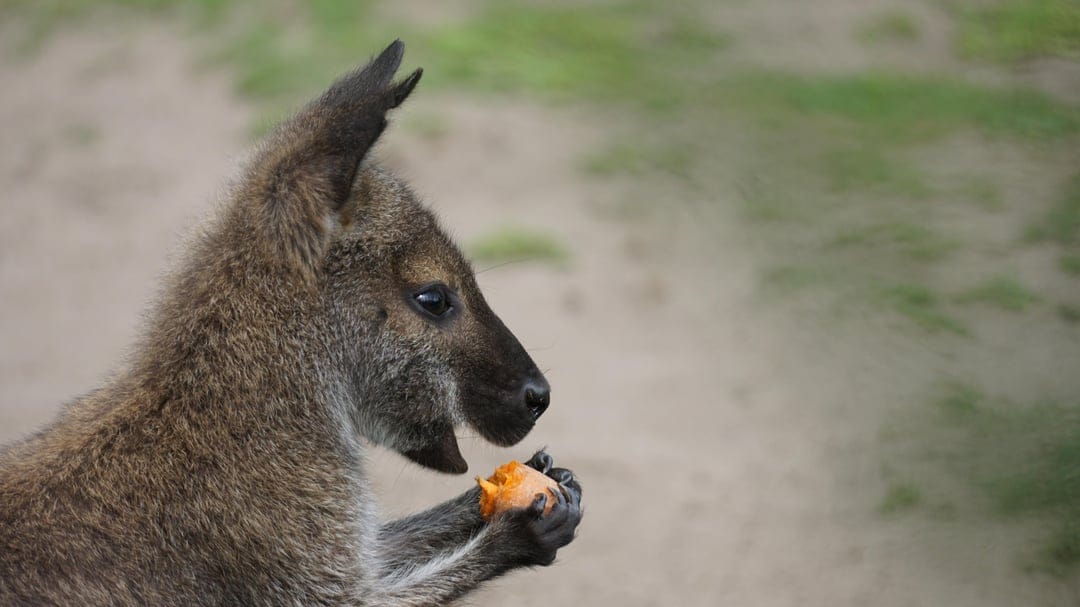 Wallaby with brown fur eating orange food in a side profile view against a blurred grass and sand background.