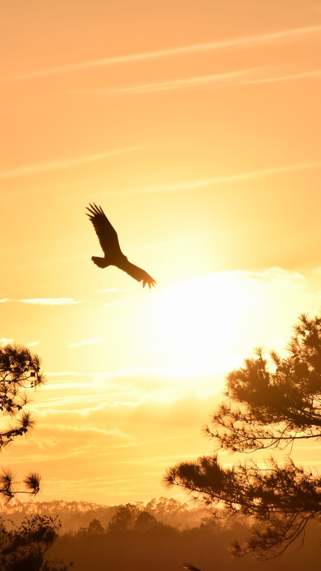 Large bird of prey with wings spread wide against a brilliant golden sun and orange sunset sky above tree line.