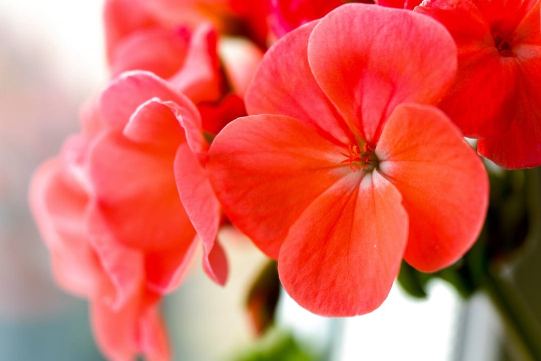 Coral geranium flowers with velvety petals and a sharp central bloom captured in a soft macro photography style.