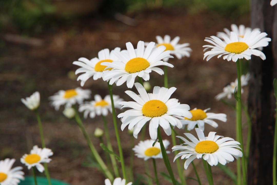White daisies with golden centers bask in sunlight against a soft-focus background of green meadow grass.
